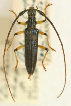 Image of Distenia