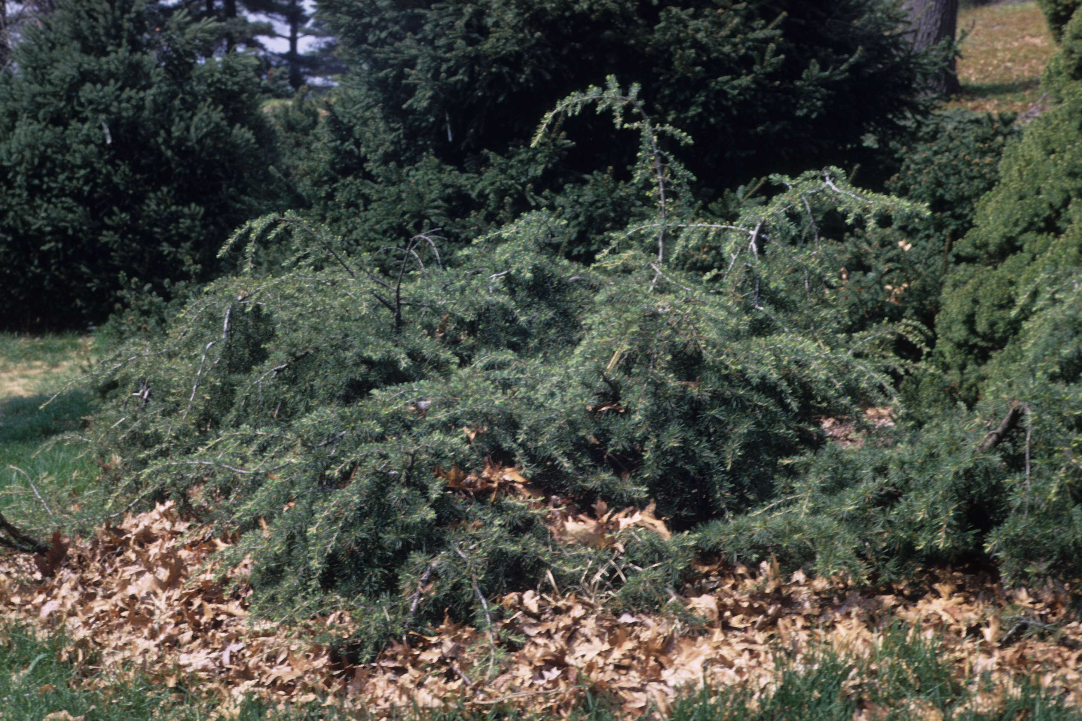 Image of cedar