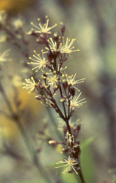 Image of schiedea