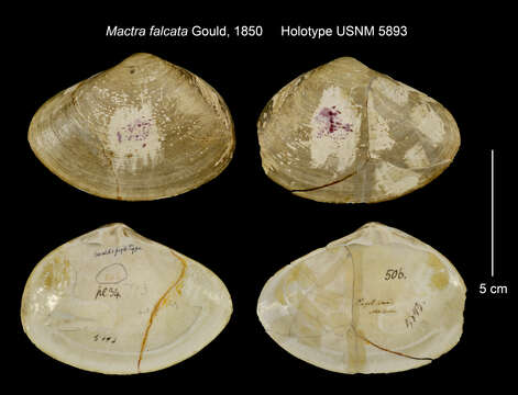 Image of Mactroidea Lamarck 1809