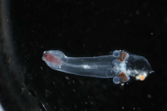 Image of Pterotracheoidea Rafinesque 1814
