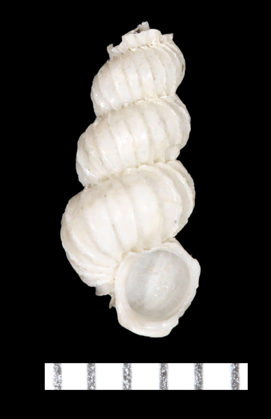 Image of Epitonioidea
