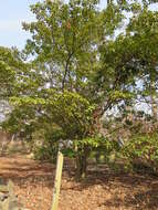 Image of Trochodendrales