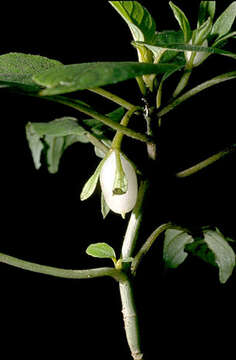 Image of cyrtandra