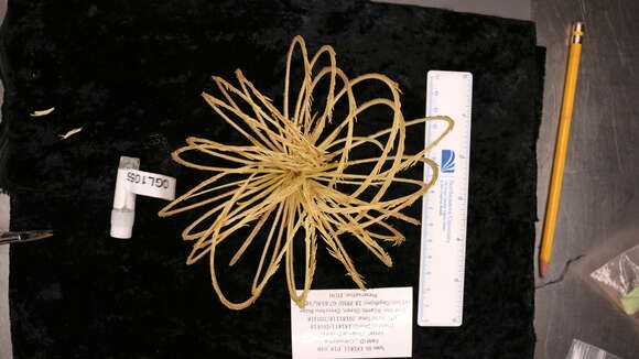 Image of Sea lily