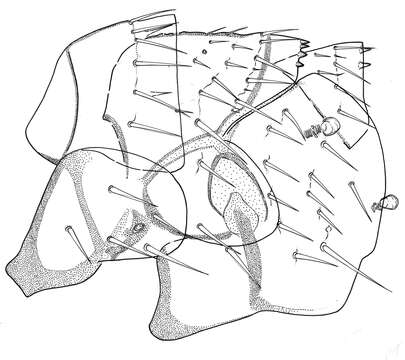 Image of Ancistropsylla