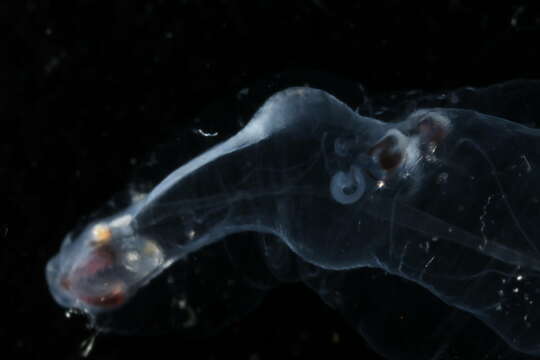 Image of Littorinimorpha Golikov & Starobogatov 1975