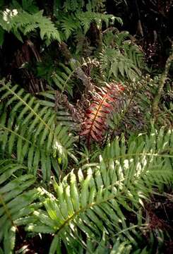 Image of plants