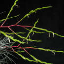 Image of spreading airplant