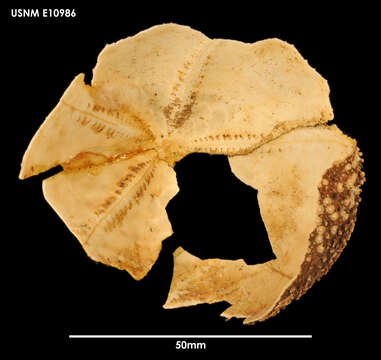 Image of echinoderms
