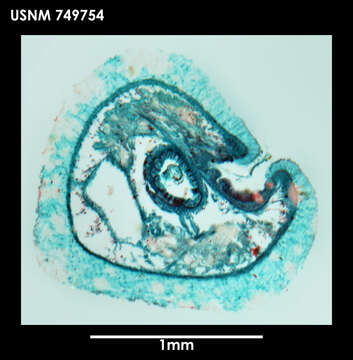 Image of solenogasters