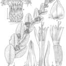 Image of Lessingianthus fonsecae (H. Rob.) H. Rob.