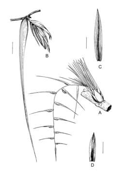 Image of Tillandsia standleyi L. B. Sm.