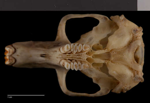 Image of Buller's pocket gopher