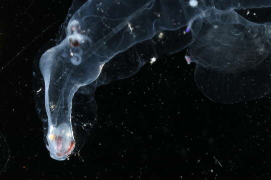 Image of Littorinimorpha Golikov & Starobogatov 1975