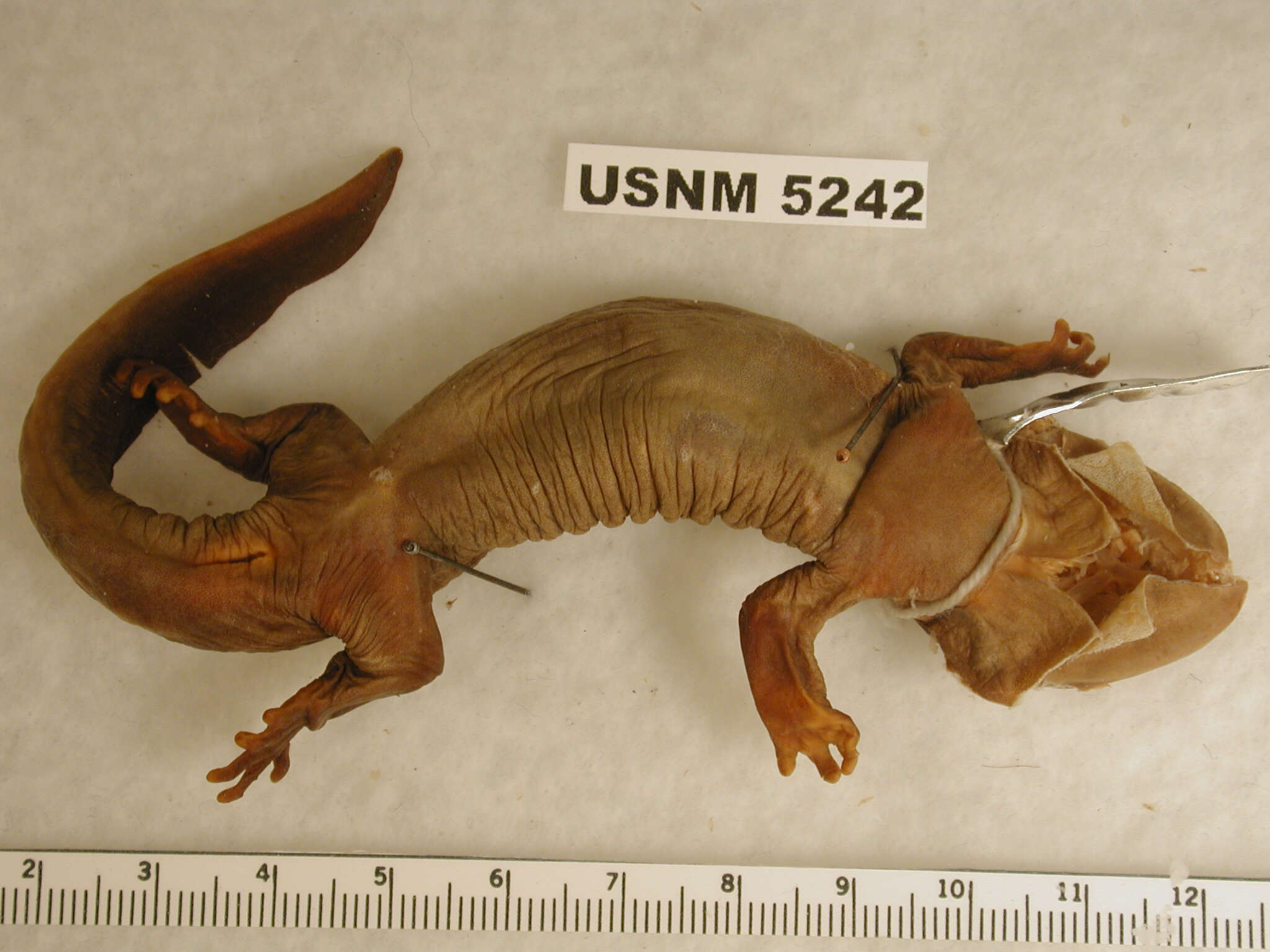 Image of Pacific giant salamander