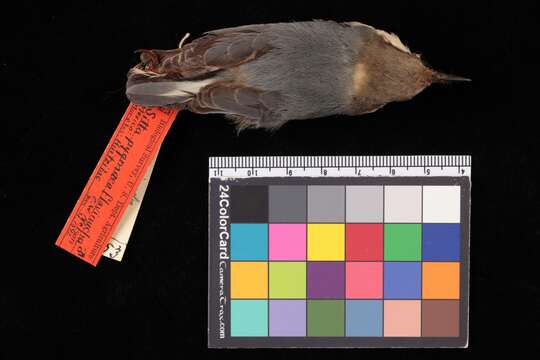 Image of Pygmy Nuthatch