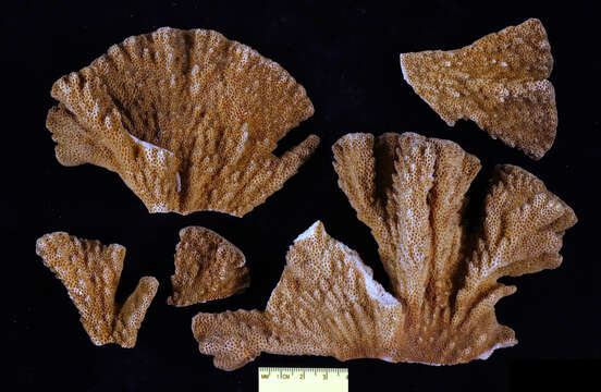 Image of cnidarians