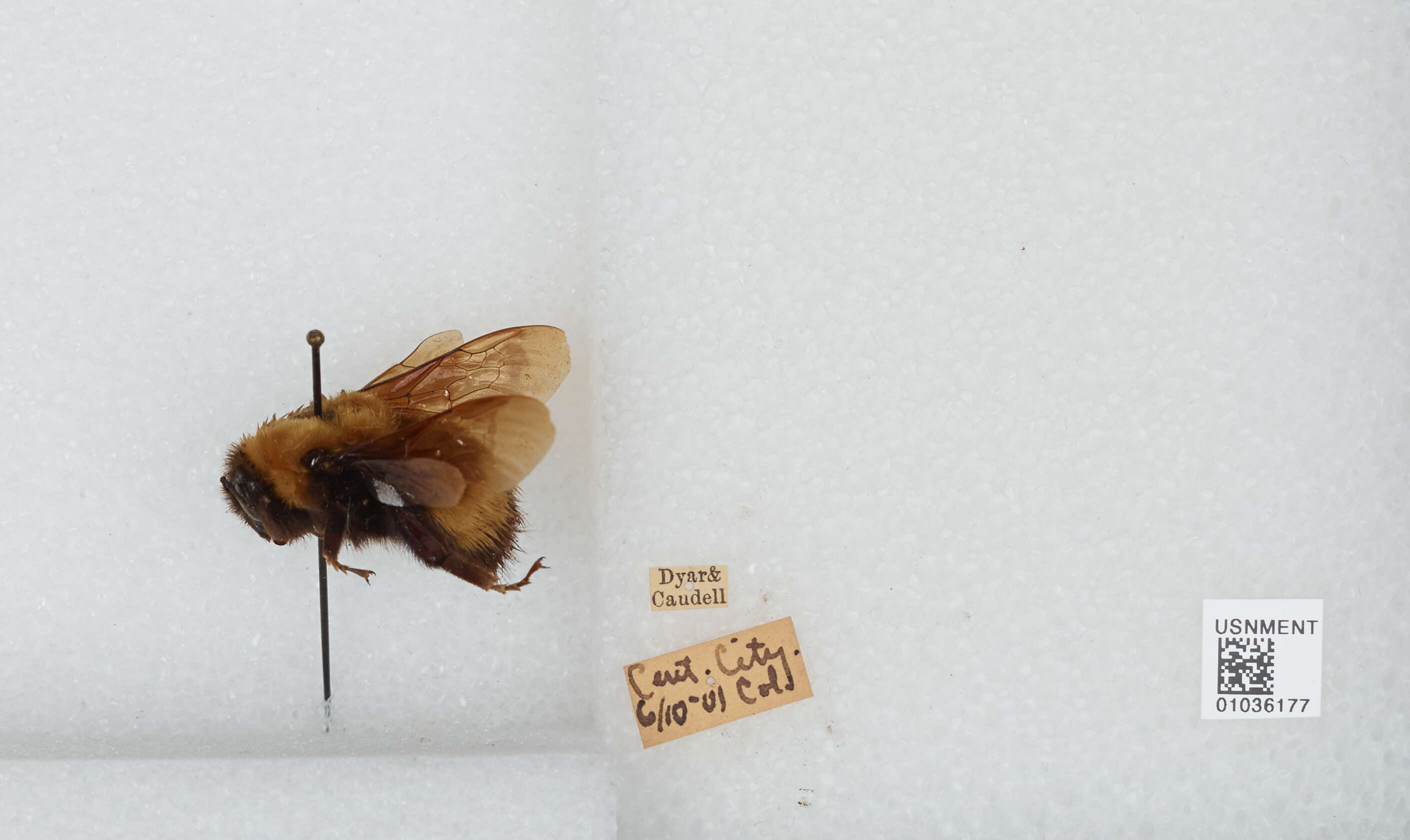 Image of Nevada Bumble Bee