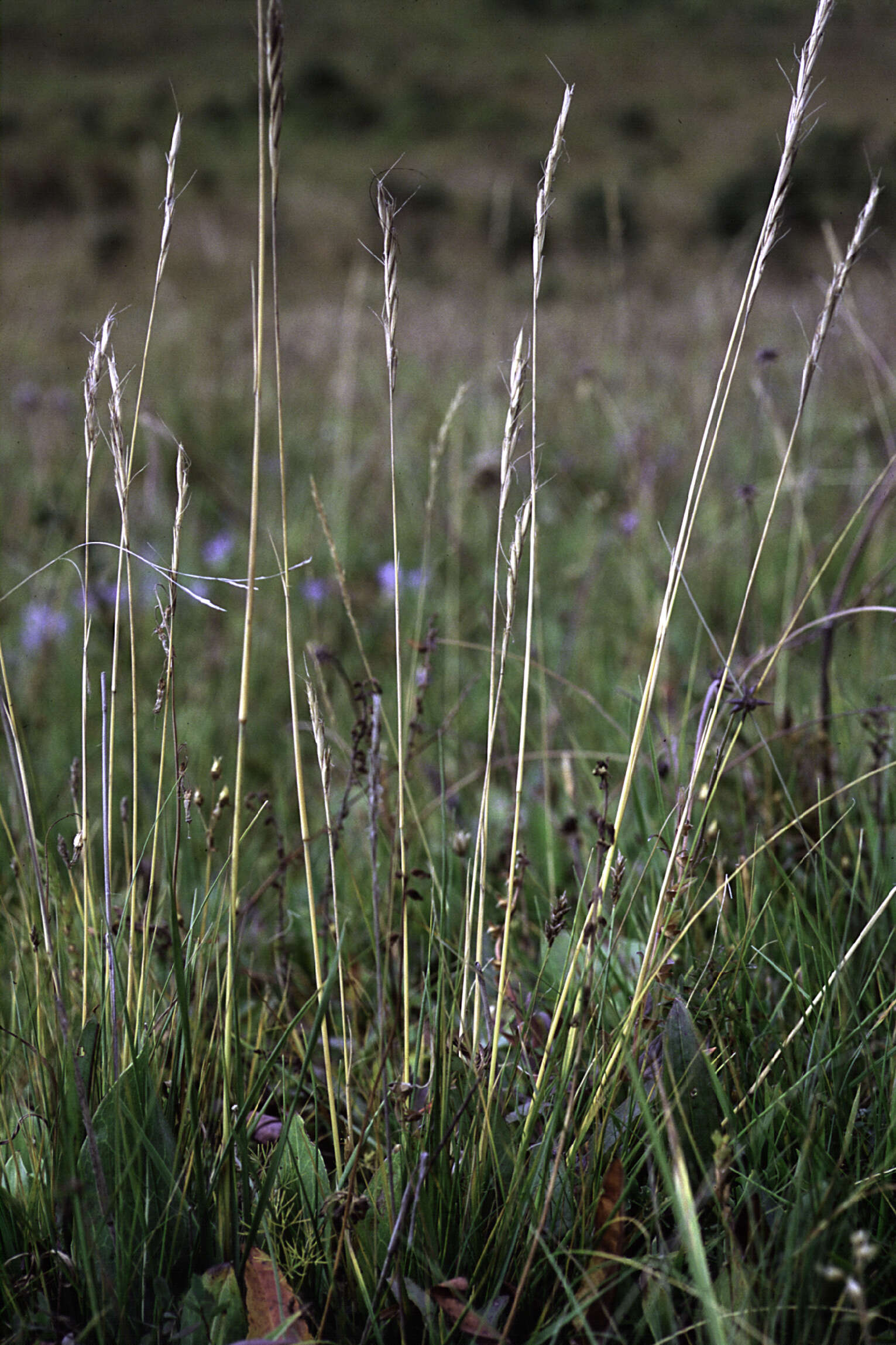 Image of true grasses