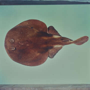 Image of Narke