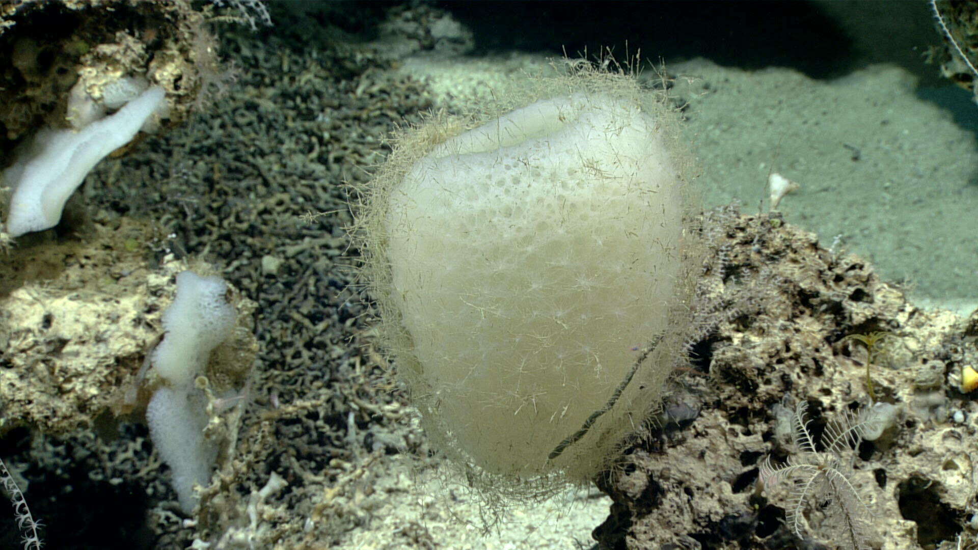 Image of hexactinellid sponges