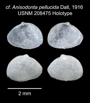 Image of unclassified Bivalvia
