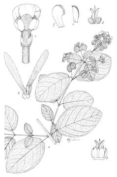 Image of tetrapterys