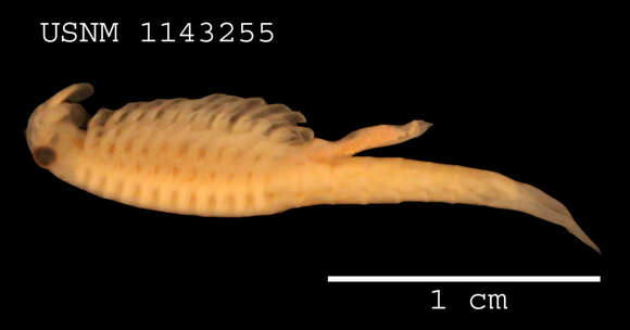 Image of branchiopods