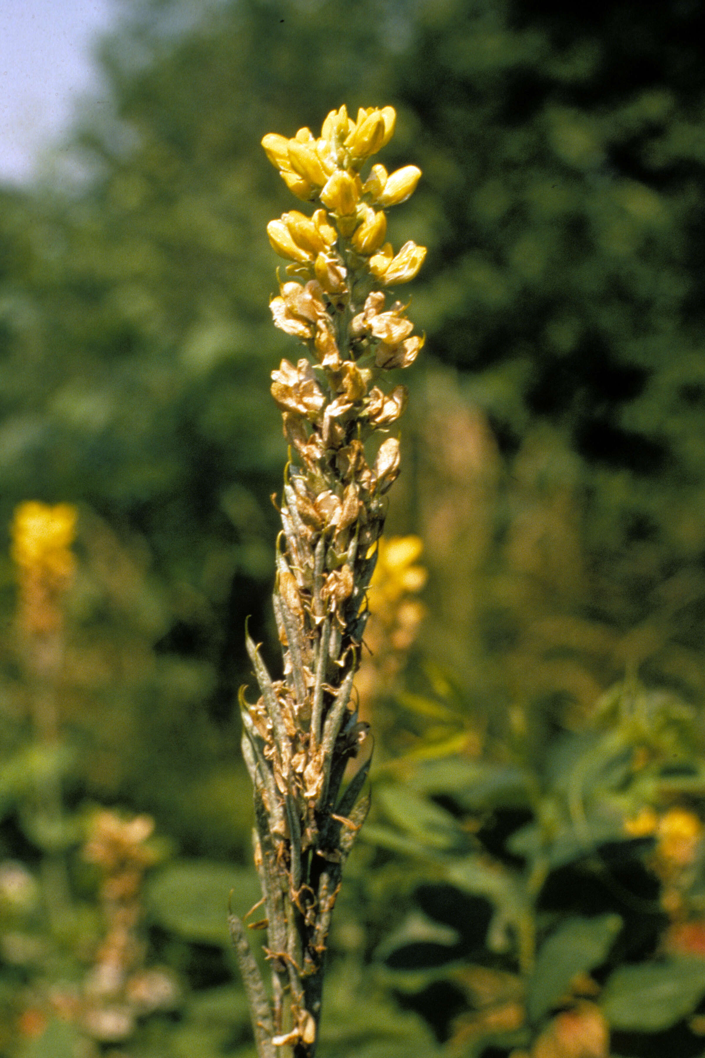 Image of Thermopsis