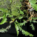 Image of plumed rockcap fern