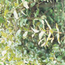 Image of Scurrula ferruginea (Roxb. ex Jack) Danser