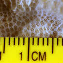 Image of Porites lichen (Dana 1846)