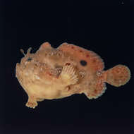 Image of frogfishes