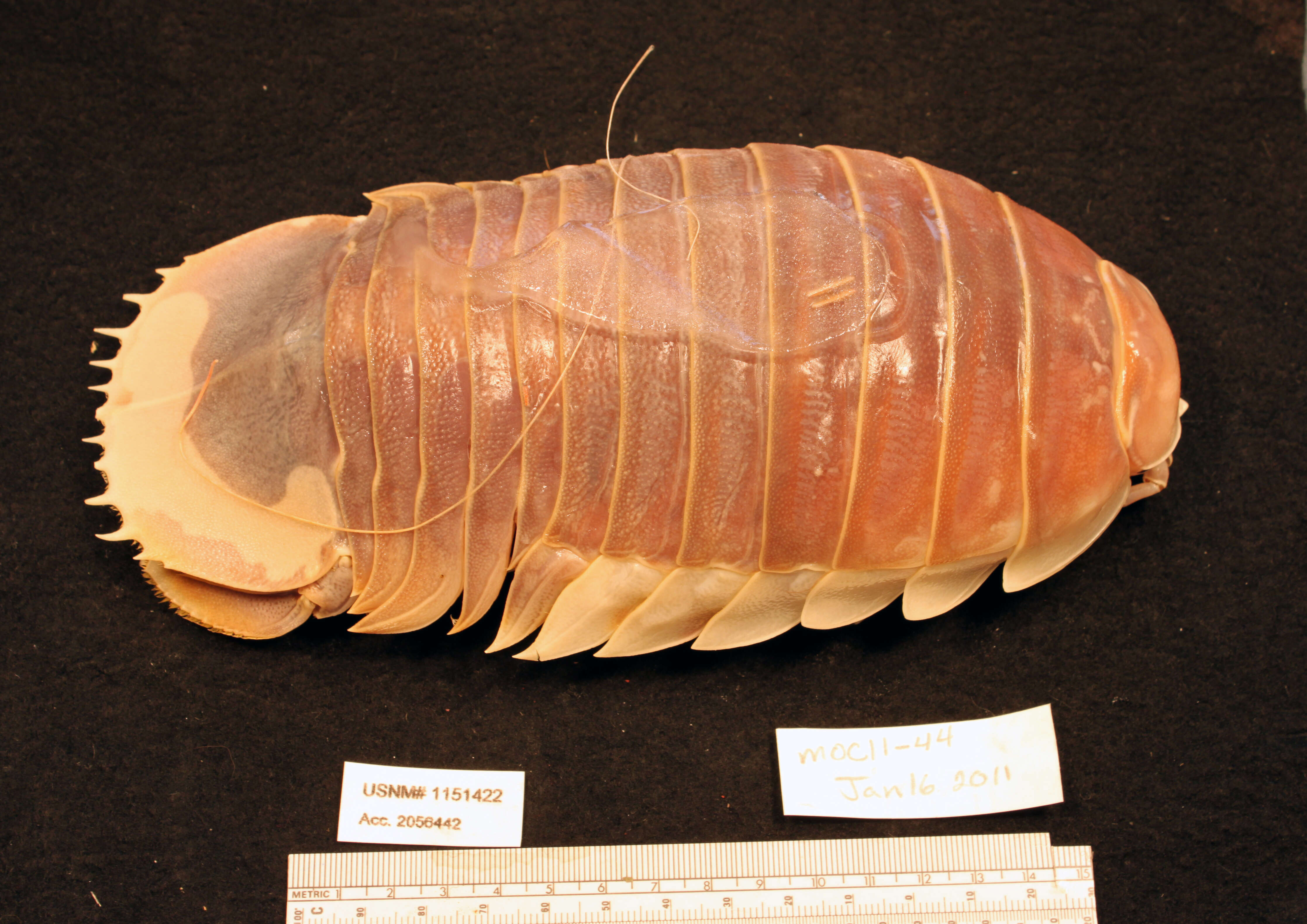 isopod teddy