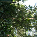 Image of Everglades palm