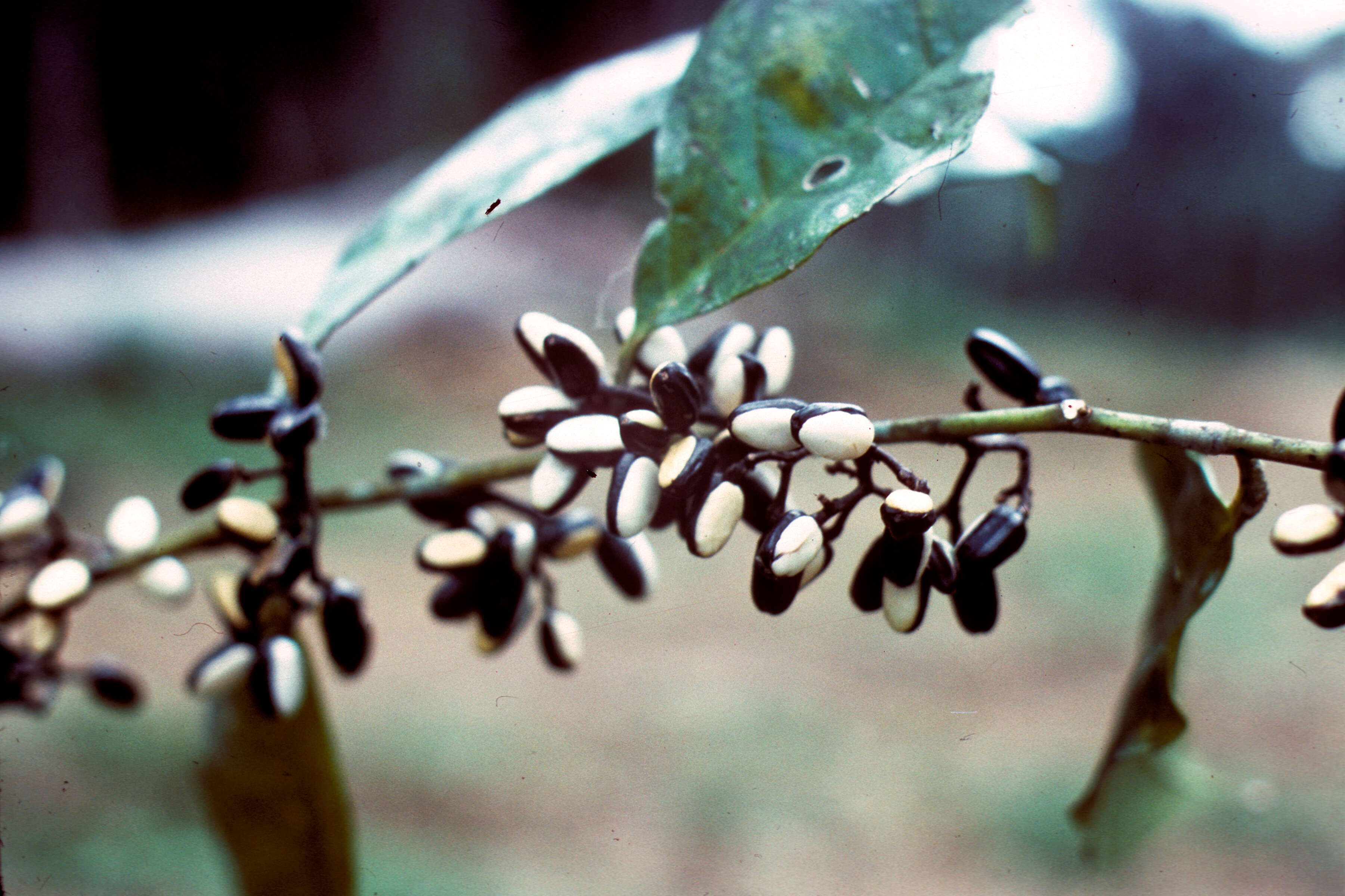 Stemonuraceae (rights holder: )