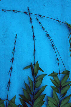 Image of Desmoncus horridus Splitg. ex Mart.