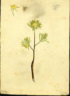 Image of Surianaceae