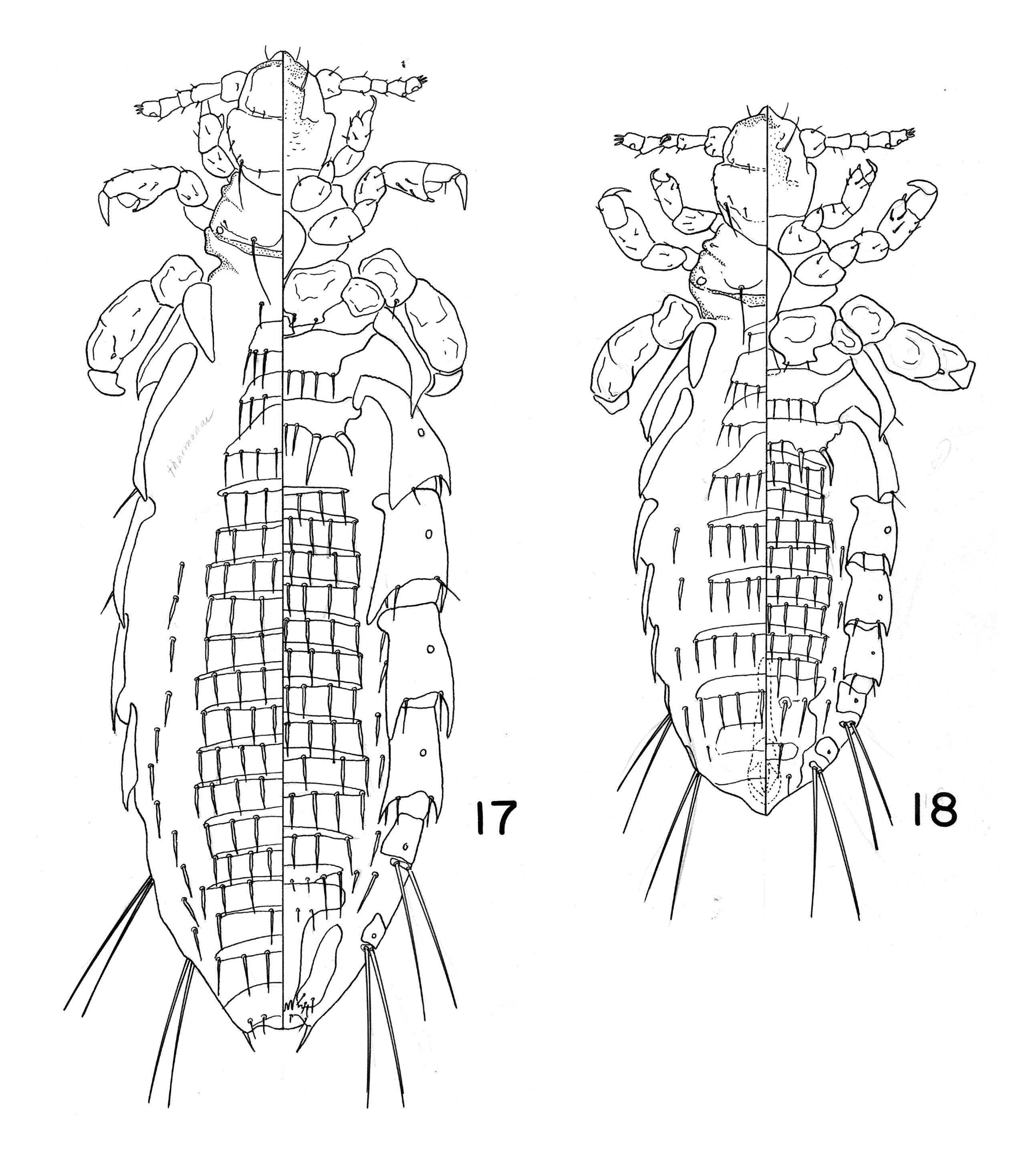 Image of armoured lice