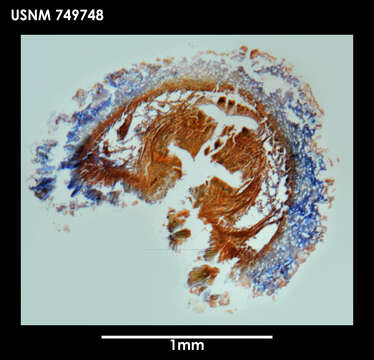 Image of solenogasters