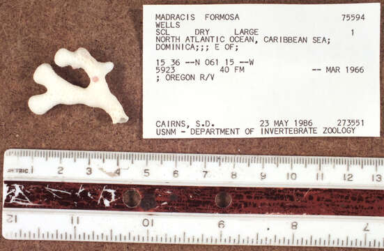 Image of Pocilloporidae Gray 1840