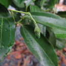 Image of Aiouea areolata (Lundell) R. Rohde