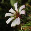 Image of Mutisia spinosa Ruiz & Pav.
