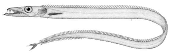 Image of Benthodesmus