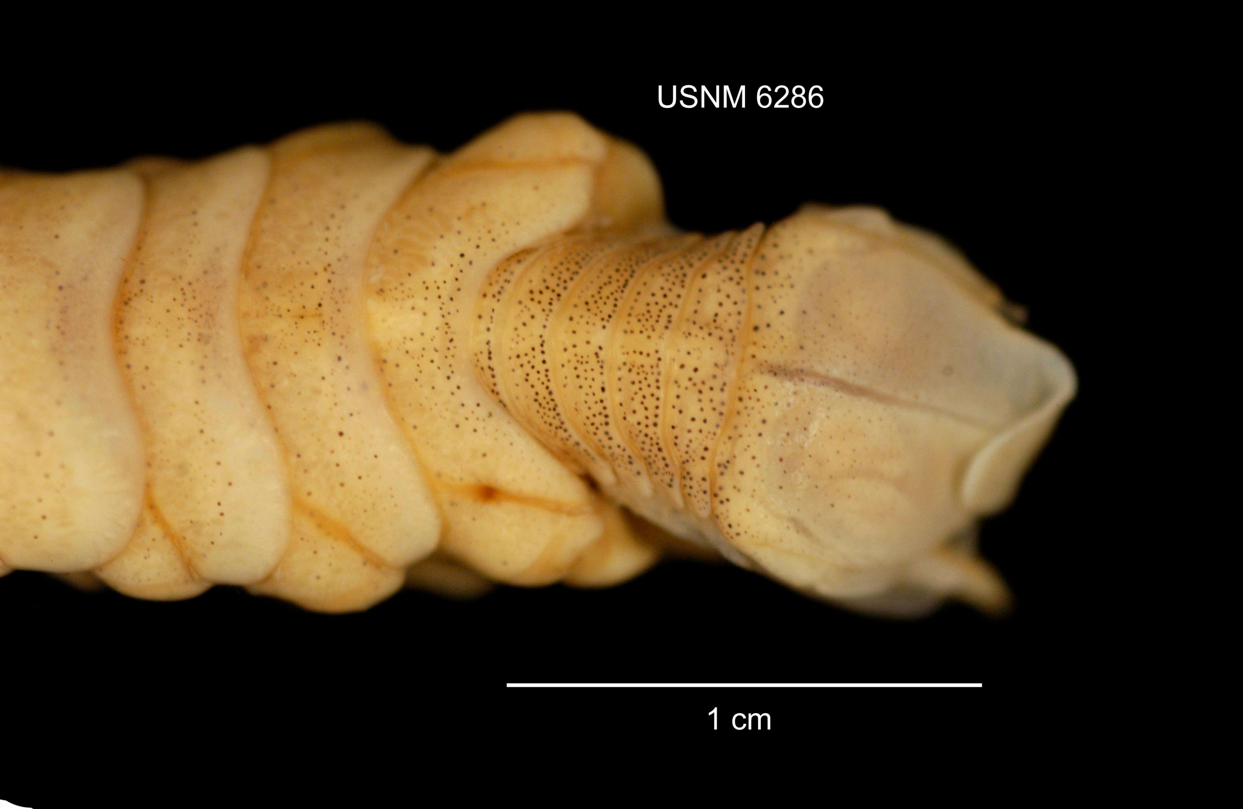 Image of Cymothooidea Leach 1814