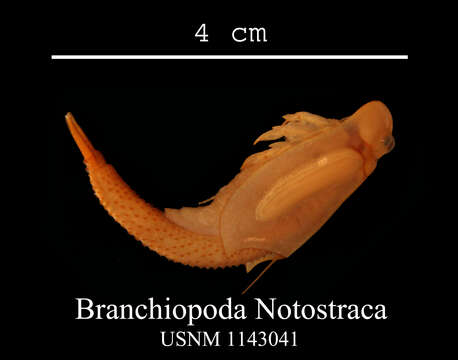 Image of branchiopods