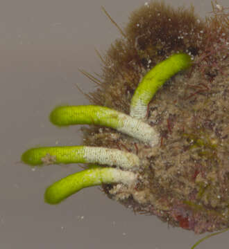 Image of plants