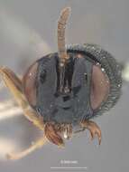 Image of perilampid wasps