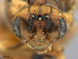 Image of wood wasp